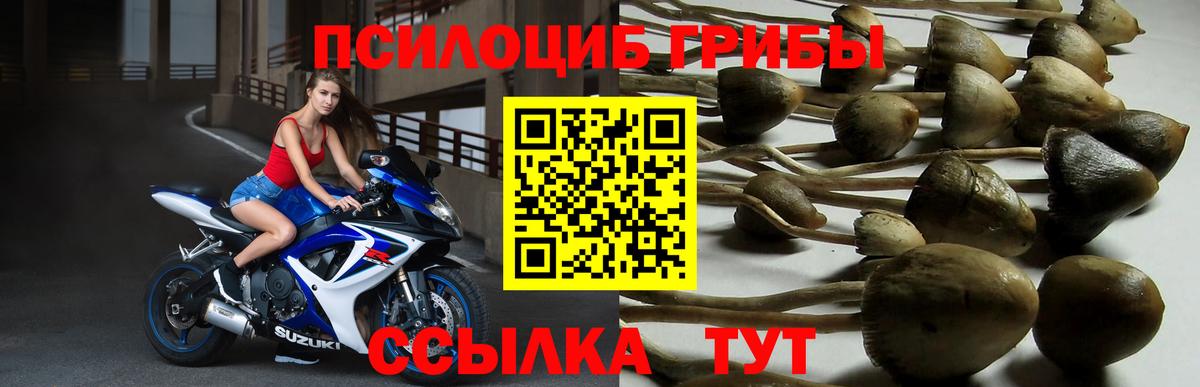 Жуковский  Псилоцибиновые грибы мицелий  Вход с VPN 
